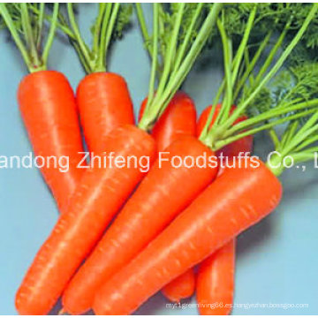 Zanahoria fresca de alta calidad para exportar